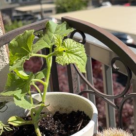 Photo of the plant species Melba Melon by @PeacefulRedhill named Cleopatra on Greg, the plant care app