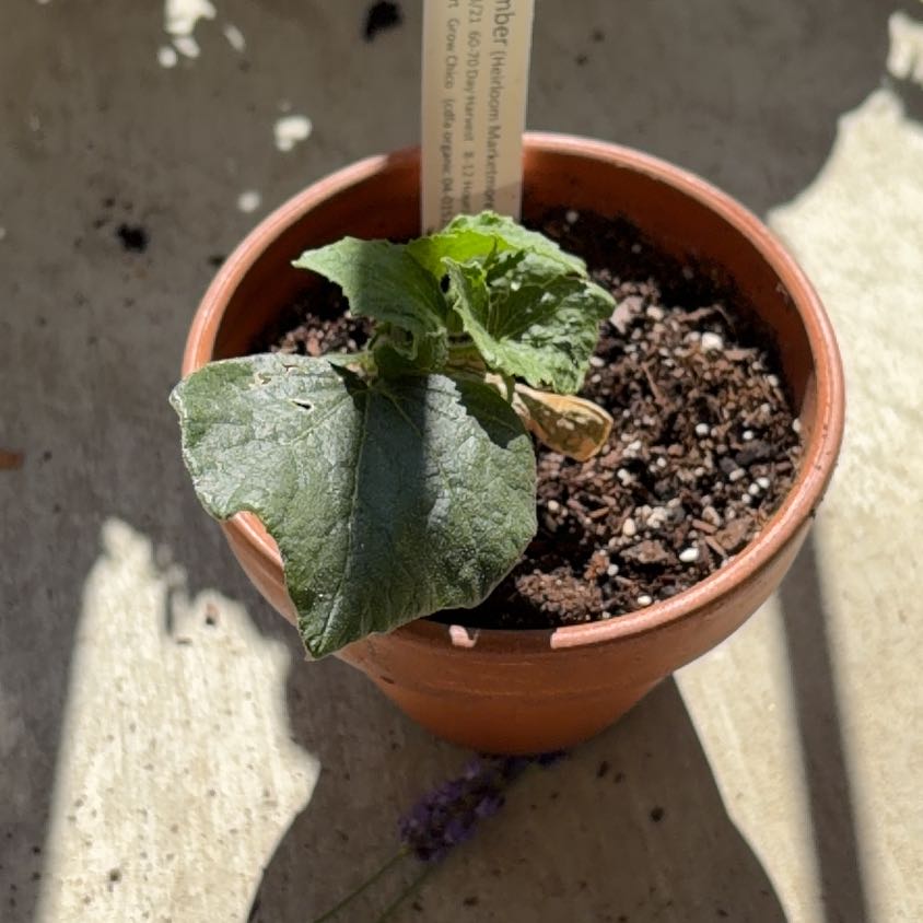 Photo of the plant species Cucumber by @PeacefulRedhill named Gobi on Greg, the plant care app