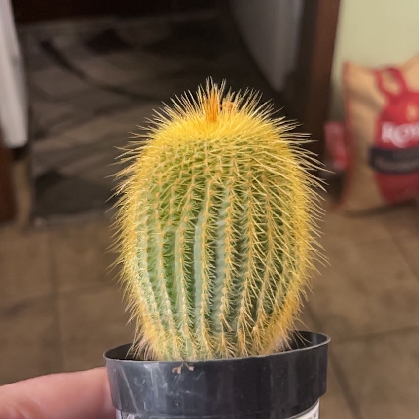 Photo of the plant species Notocactus leninghausii by @DynamiteGray52 named Fernie Mercury on Greg, the plant care app