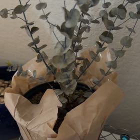 Photo of the plant species Silver Dollar Tree by @QuaintSuncup67 named Gates on Greg, the plant care app