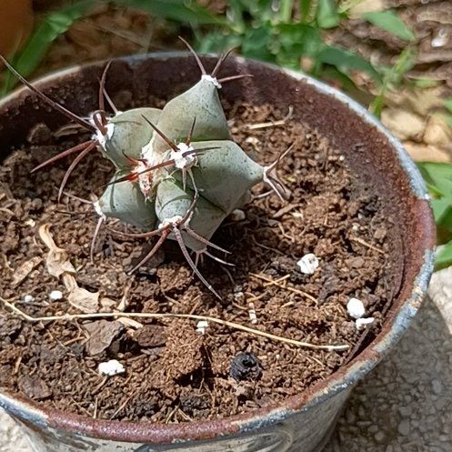 Photo of the plant species Thelocactus hexaedrophorus by @InspiredAster59 named Kardashian on Greg, the plant care app