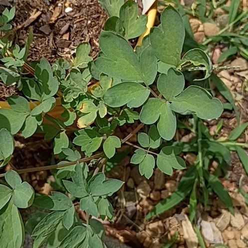 Photo of the plant species Asian Bleeding-Heart by @InspiredAster59 named Mochi on Greg, the plant care app
