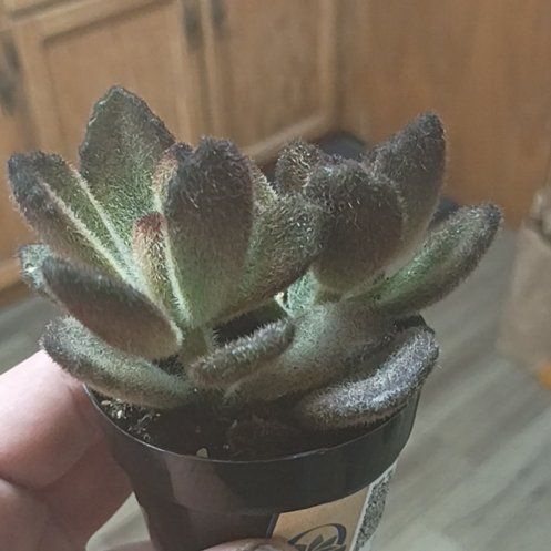 Photo of the plant species Teddy Bear Panda Plant by @InspiredAster59 named Mando on Greg, the plant care app