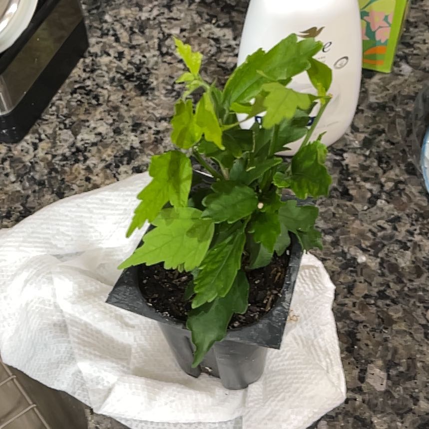 Photo of the plant species Korean Hibiscus by @PremierBlinks named da Vinci on Greg, the plant care app