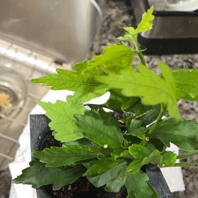 Photo of the plant species Korean Hibiscus by @PremierBlinks named Curie on Greg, the plant care app