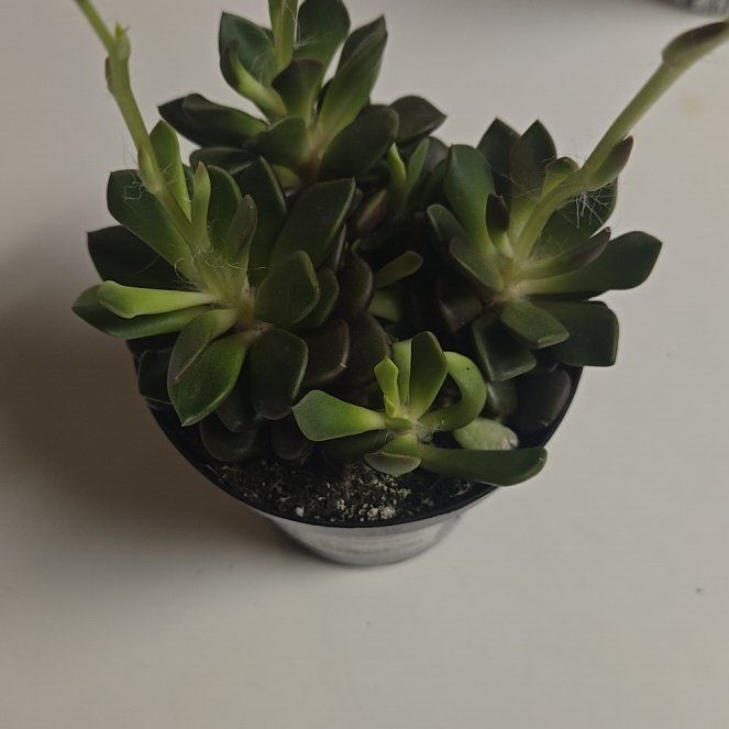 Photo of the plant species Variegated Sand Rose by @GallantOnion40 named Zeus on Greg, the plant care app