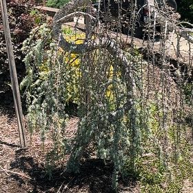 Photo of the plant species Atlas Cedar by @ZarfHoya67 named Gates on Greg, the plant care app