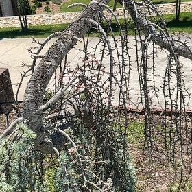 Photo of the plant species Atlas Cedar by @ZarfHoya67 named Marilyn on Greg, the plant care app