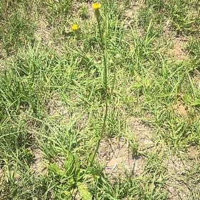 Photo of the plant species Common Buttercup by @TotalLoquat47 named Luna on Greg, the plant care app