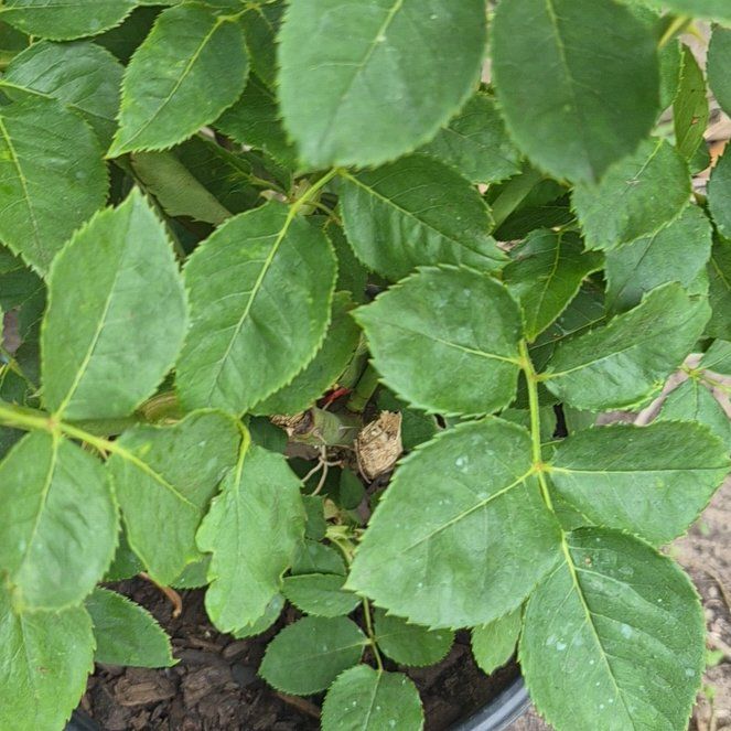 Photo of the plant species Dog Rose by @LuckyTearose23 named Gobi on Greg, the plant care app