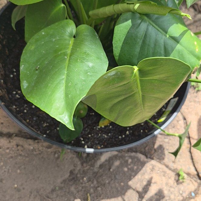 Photo of the plant species Green Arrow-Arum by @LuckyTearose23 named Leonardo on Greg, the plant care app