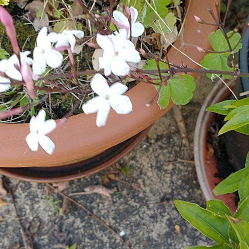 Photo of the plant species Pink Jasmine by @YeveSandleek12 named Darwin on Greg, the plant care app