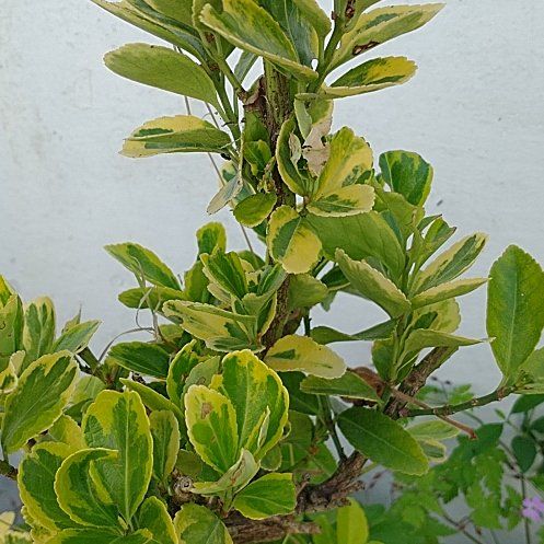 Photo of the plant species Japanese Spindle by @YeveSandleek12 named Eva on Greg, the plant care app
