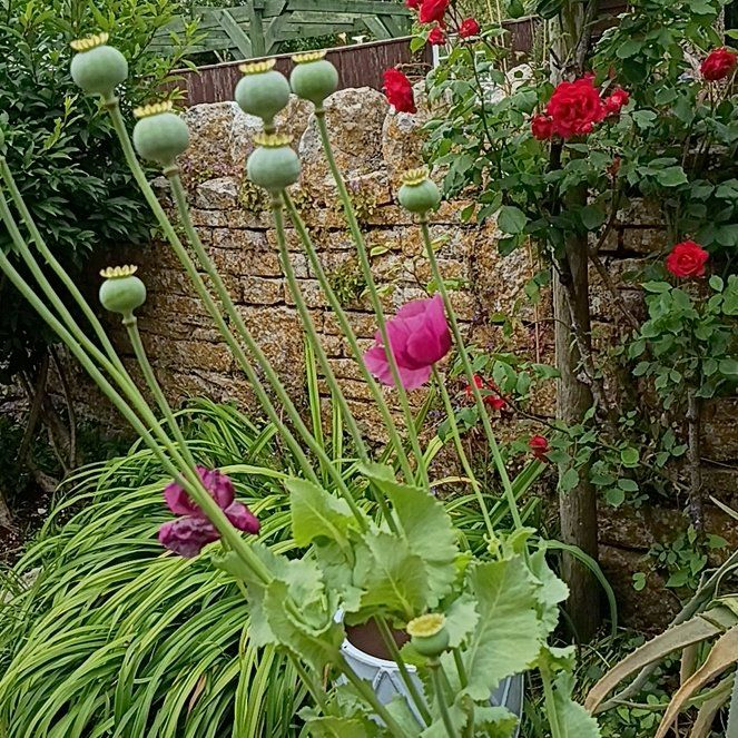 Photo of the plant species Opium Poppy by @YeveSandleek12 named Rosa on Greg, the plant care app