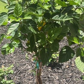 Photo of the plant species Braided Hibiscus by @DearWoreya92 named Steve on Greg, the plant care app