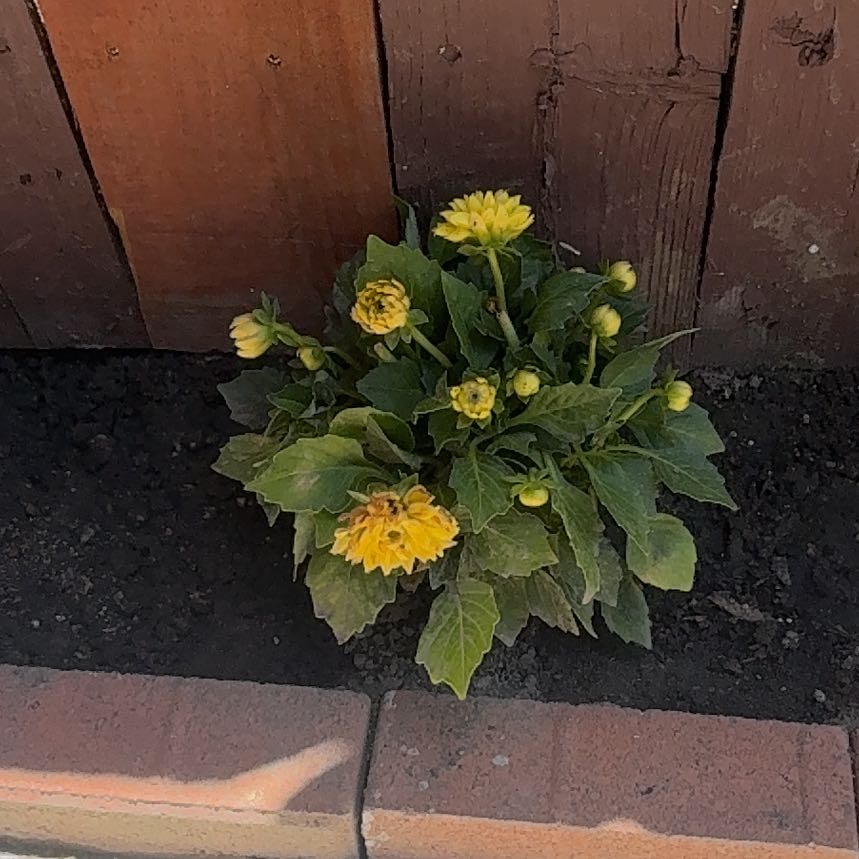 Photo of the plant species Garden Dahlia by @MerryWoreya22 named Pax on Greg, the plant care app