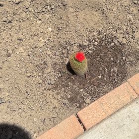 Photo of the plant species Barrel Cactus by @MerryWoreya22 named Sol on Greg, the plant care app