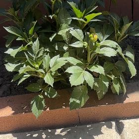 Photo of the plant species Hairy Beggarticks by @MerryWoreya22 named Sage on Greg, the plant care app