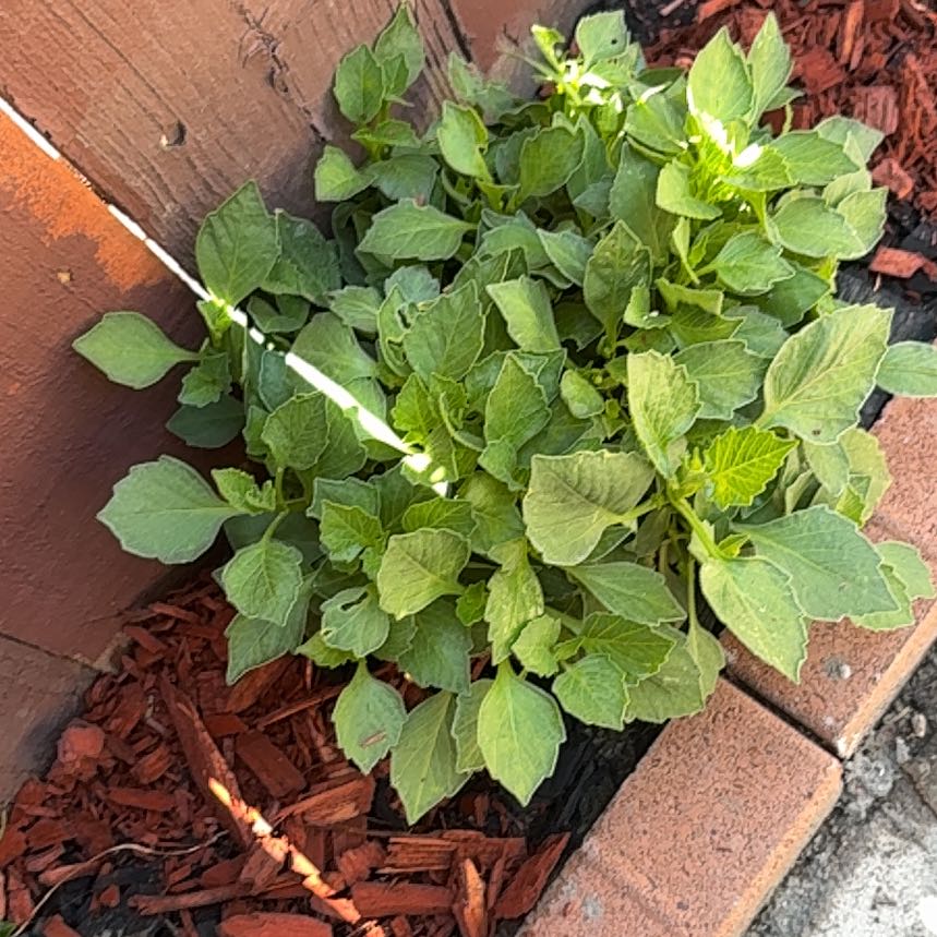 Photo of the plant species Straggler Daisy by @MerryWoreya22 named Doja Cat on Greg, the plant care app