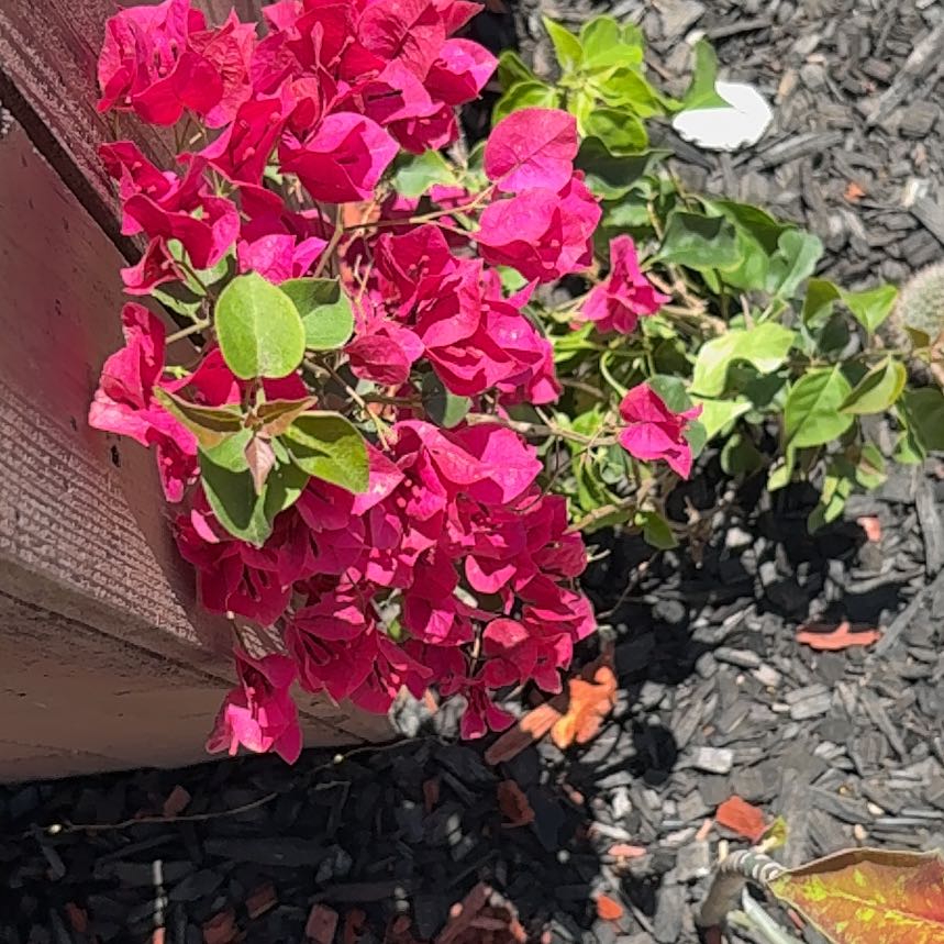 Photo of the plant species Bougainvillea by @MerryWoreya22 named Kesha on Greg, the plant care app