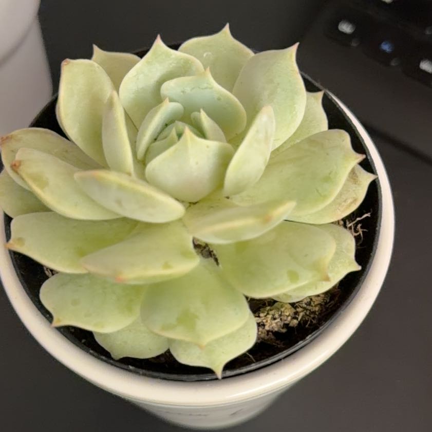 Photo of the plant species Echeveria by @CharmingDaisy84 named Lola on Greg, the plant care app