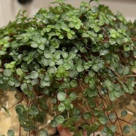 Photo of the plant species Pilea 'Silver Sparkle' by @OodlesAvocado72 named Foxxy on Greg, the plant care app