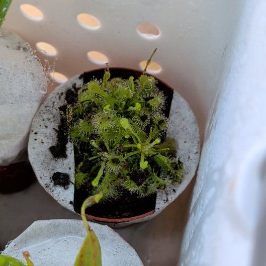Photo of the plant species Oblong-Leaved Sundew by @AvidAvocado66 named Denali on Greg, the plant care app