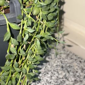 Photo of the plant species String of Tears by @StrongRedsky18 named Winston on Greg, the plant care app