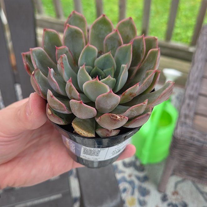 Photo of the plant species Assorted Echeveria by @BabyRamarama71 named Nithin on Greg, the plant care app