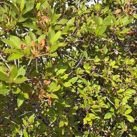 Photo of the plant species Swamp Azalea by @FitMakole22 named Jimmy on Greg, the plant care app
