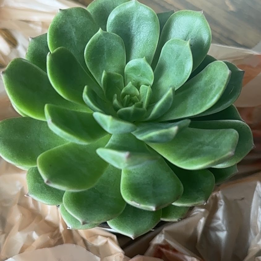 Photo of the plant species Elfstone by @PetGrandfir60 named Fernie Mercury on Greg, the plant care app