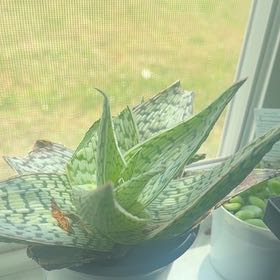 Photo of the plant species Aloe 'White Lightning' by @SolidlyRimu45 named Surya on Greg, the plant care app