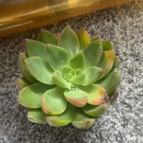 Photo of the plant species Tacisedum 'Spring Glow' by @SolidlyRimu45 named Beyonce on Greg, the plant care app