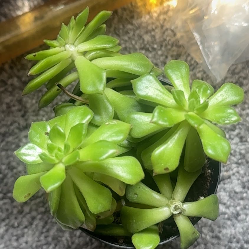 Photo of the plant species Sedeveria 'Letizia' by @SolidlyRimu45 named Khaleesi on Greg, the plant care app