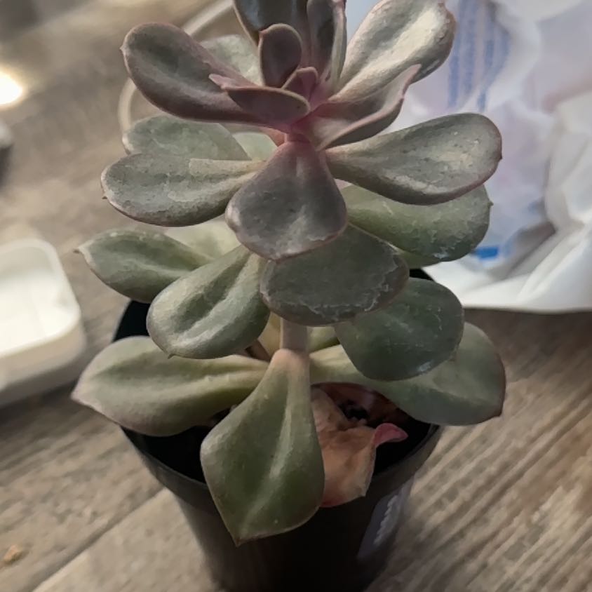 Photo of the plant species Echeveria Red Skye by @SolidlyRimu45 named Bella on Greg, the plant care app