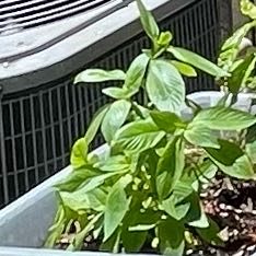 Photo of the plant species Pentas by @FitFord73 named Osmo on Greg, the plant care app