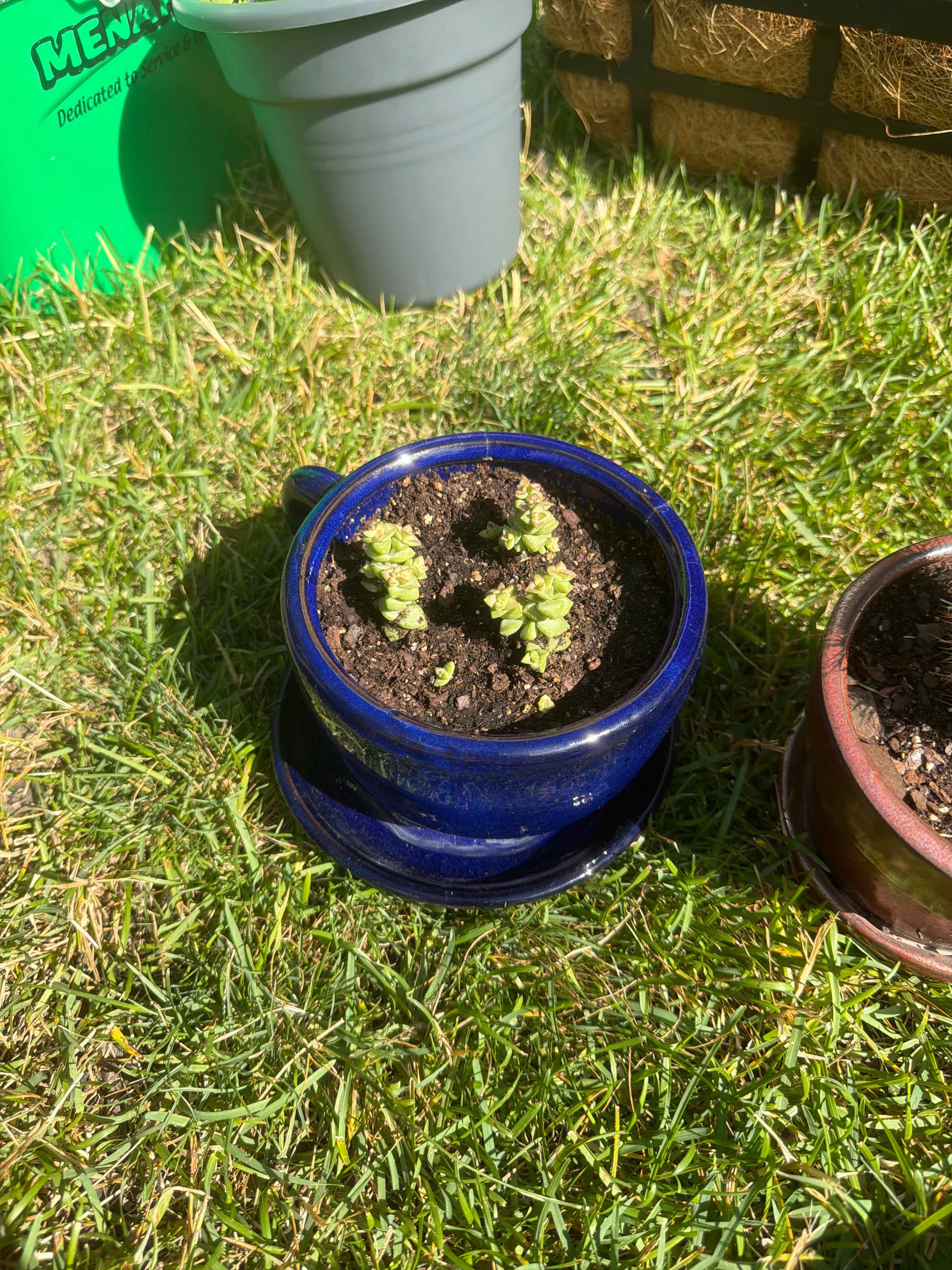 Photo of the plant species Tom Thumb by @YiftLilac33 named Lavender on Greg, the plant care app