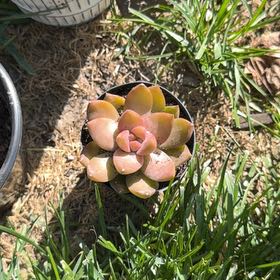 Photo of the plant species Green Duncecap by @YiftLilac33 named Ulysses S Plant on Greg, the plant care app