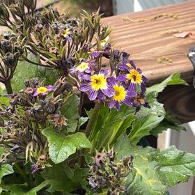 Photo of the plant species Common Primrose by @BrightBulrush74 named Pax on Greg, the plant care app