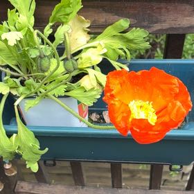 Photo of the plant species Iceland Poppy by @BrightBulrush74 named Hemingway on Greg, the plant care app