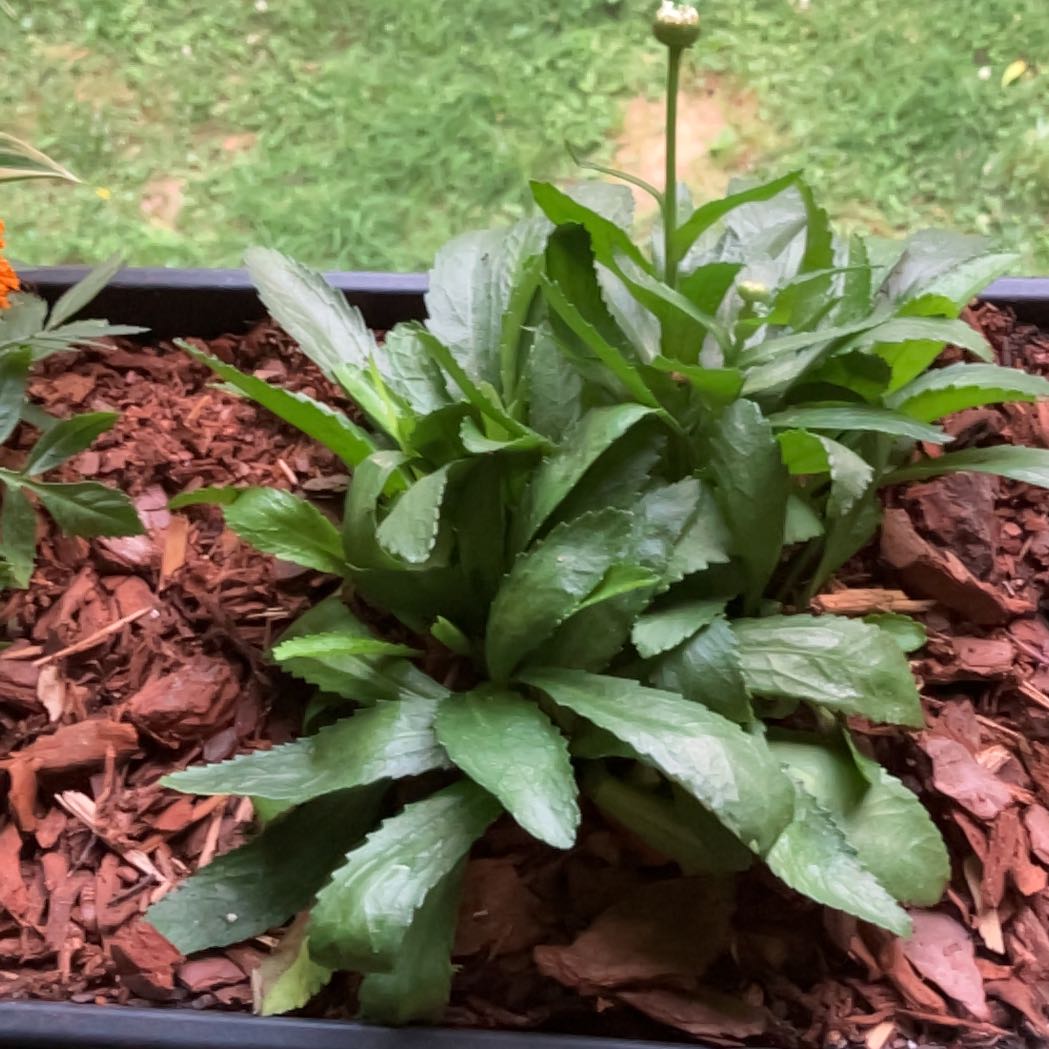 Photo of the plant species Max Chrysanthemum by @LaidbackMum named Spike Leaves on Greg, the plant care app