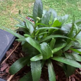 Photo of the plant species Culantro by @LaidbackMum named Zeus on Greg, the plant care app