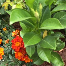 Photo of the plant species Flame of the Woods by @LaidbackMum named McKinley on Greg, the plant care app