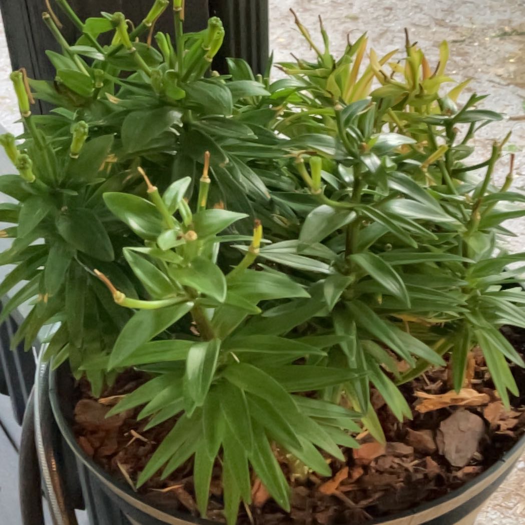 Photo of the plant species Flame Lily by @LaidbackMum named Eva on Greg, the plant care app