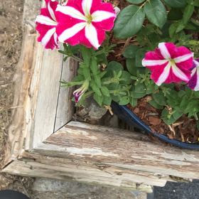 Photo of the plant species Petunia by @LaidbackMum named Willow on Greg, the plant care app
