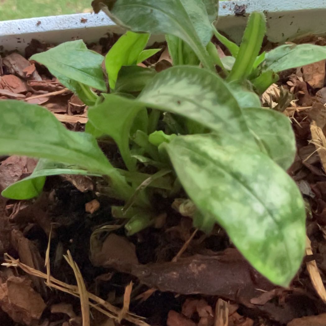Photo of the plant species Amberbell by @LaidbackMum named Curie on Greg, the plant care app