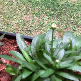 Photo of the plant species Max Chrysanthemum by @LaidbackMum named Athena on Greg, the plant care app