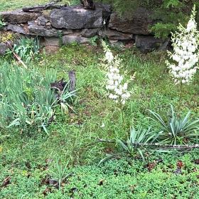 Photo of the plant species Adam's Needle by @LaidbackMum named Sonora on Greg, the plant care app
