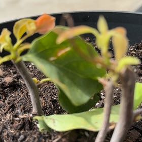 Photo of the plant species Mirror Bush by @ThoroughFern54 named Huckleberry Fern on Greg, the plant care app