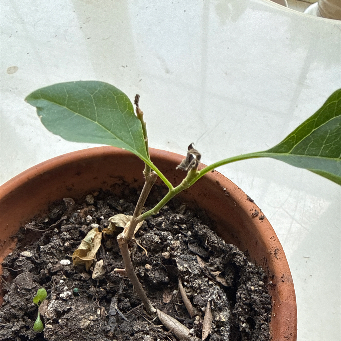 Photo of the plant species Bougainvillea by @ThoroughFern54 named Bruce Lee on Greg, the plant care app